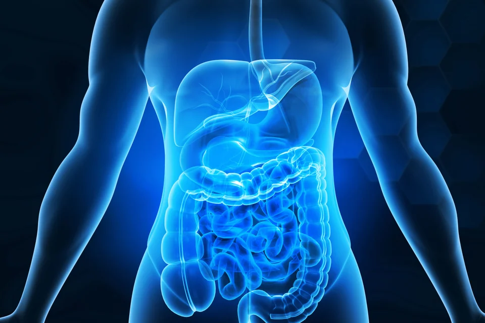 gastrointestinal system